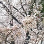 ☆桜満開☆
