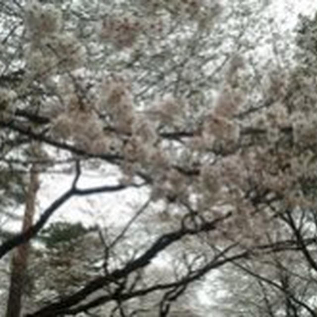 お花見♪