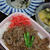 6月24日　　牛丼弁当