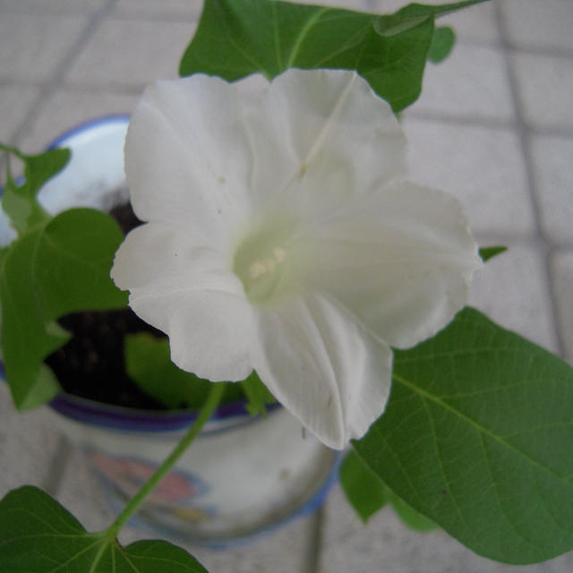 朝顔、やっと開花♪