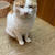 猫と新そば