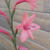 ワトソニアの花2023、最近撮った写真#ameba写真部