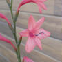 ワトソニアの花2023、最近撮った写真#ameba写真部