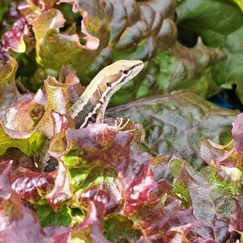 ピーマン定植など