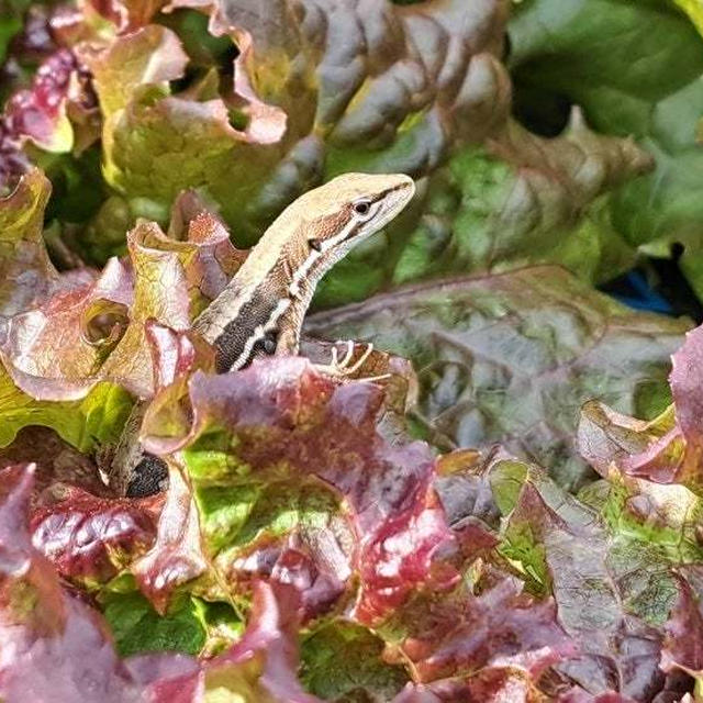 ピーマン定植など