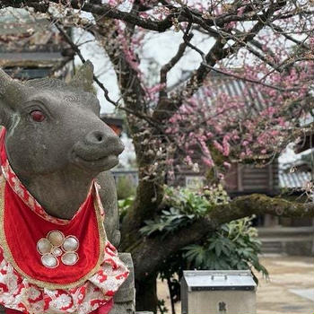 北野天満宮の梅