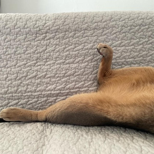 どっちの寝相でしょうかー？