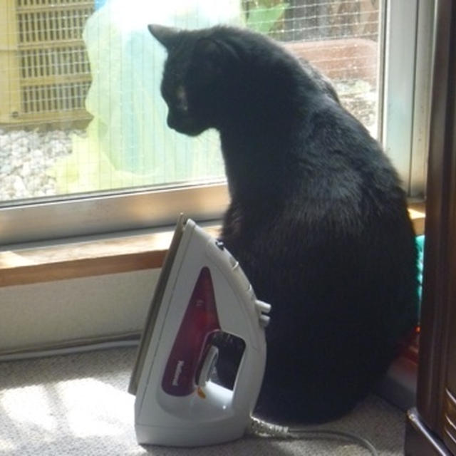 外を見るてん