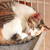 猫のいるくらし