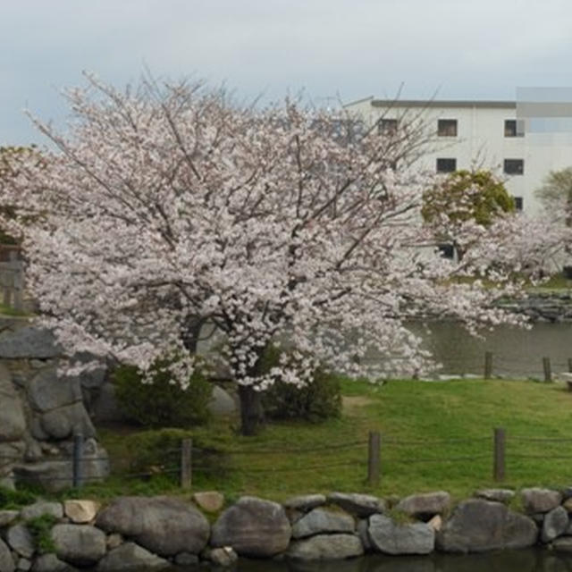 桜散歩　ご近所２