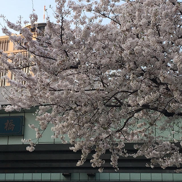 桜