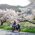 長野　桜いっぱいツーリング！　山田温泉へ・・・