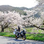 長野　桜いっぱいツーリング！　山田温泉へ・・・