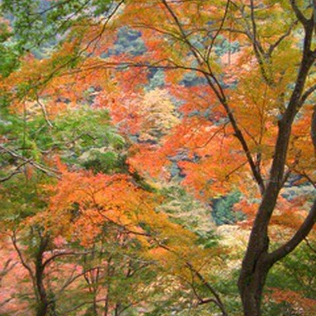 秋の京都を散策 in 高雄
