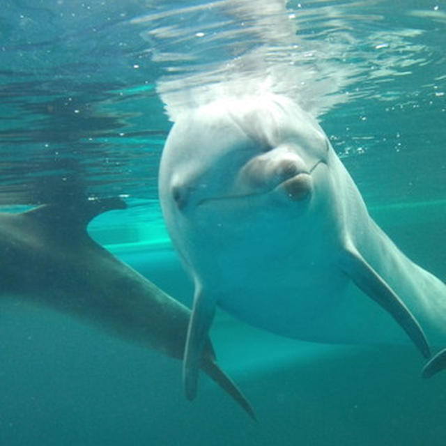 京都水族館！