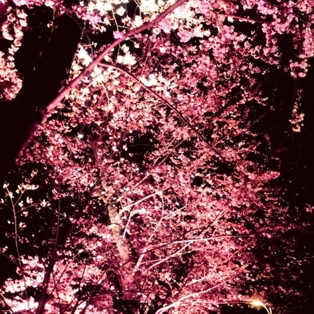 六本木ミッドタウンの桜