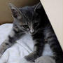 保護猫ちゃん・はじめて譲渡会へ・・Part1