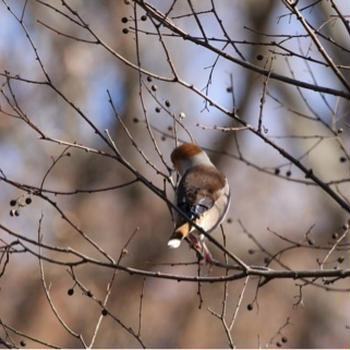 野鳥のレストラン
