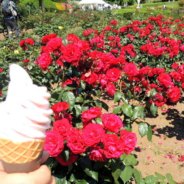 バラのフェスタでバラのアイスクリーム～♡