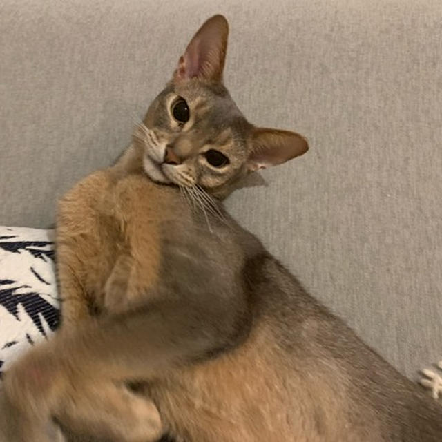 キュルン顔すぎるー(*´ω`*)