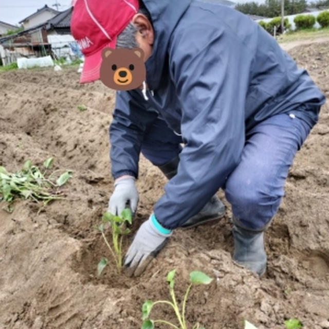 畑活
