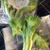 洗わなくていい野菜といわれても、