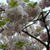 造幣局♪桜の通り抜け♪