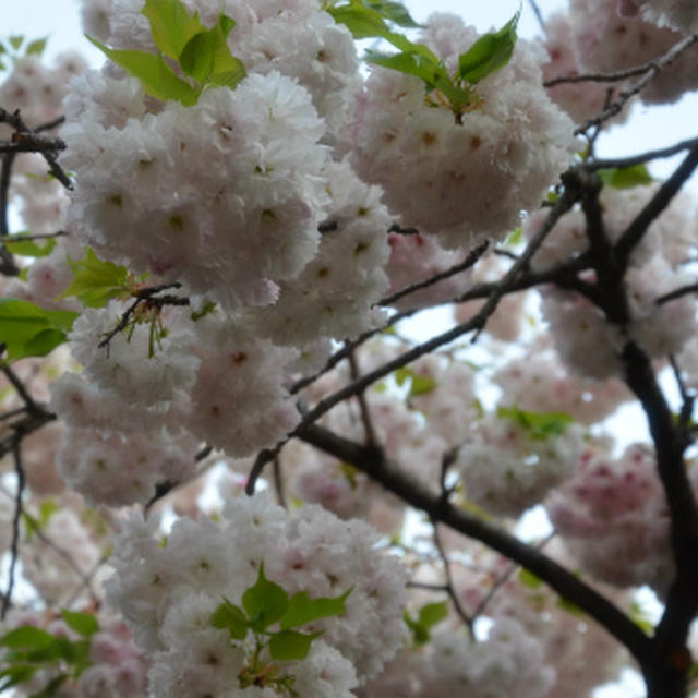 造幣局♪桜の通り抜け♪