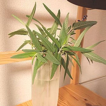 連休を充実させるために家族を頼るのはもう無理なお年頃