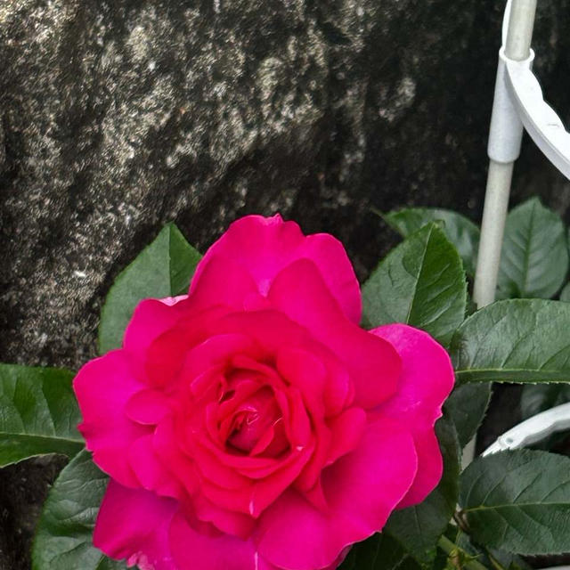 5月