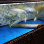 必食メニューがありすぎる！まるで南イタリア・港町の大衆食堂のような魚介好きのためのお店＠チロンボ・マリーナ（上野）