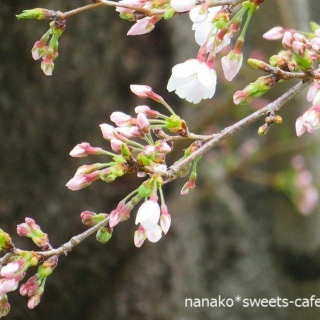 今日から4月＊ソメイヨシノの開花は？