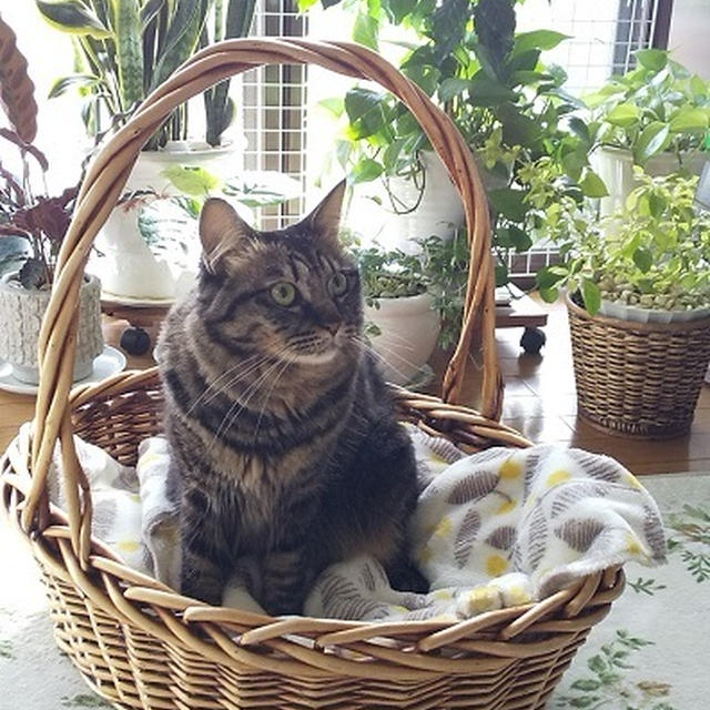 冬の朝