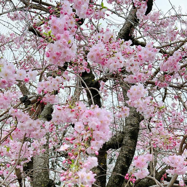 花冷えの土曜日。と 春のおいなりさん。