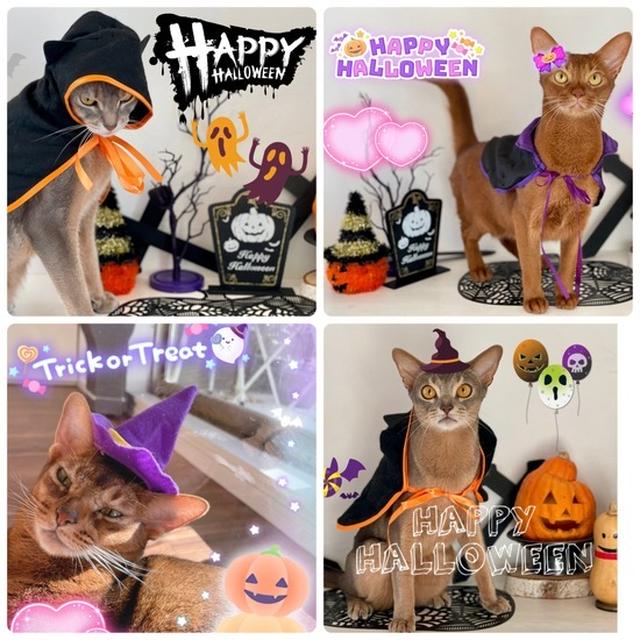 HAPPY  HALLOWEEN🎃ニャンズ