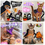 HAPPY  HALLOWEEN🎃ニャンズ
