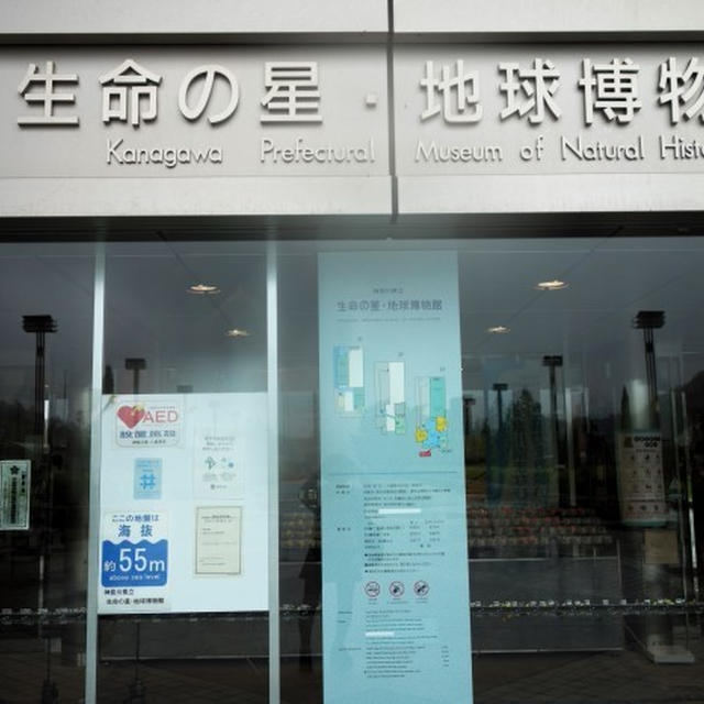 ■松楠会施設見学会【神奈川県立　生命の星・地球博物館】①旧吉田邸➡ルート②で　こちら３階で昼食・食後に観察タイム／他老舗でお土産買い♪