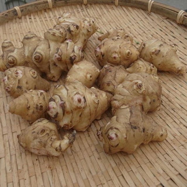 菊芋 キクイモ 栽培方法 By 根岸農園さん レシピブログ 料理ブログのレシピ満載