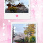 日本橋浜町・水天宮前・桜とバナナの皮は誰が捨てる？！