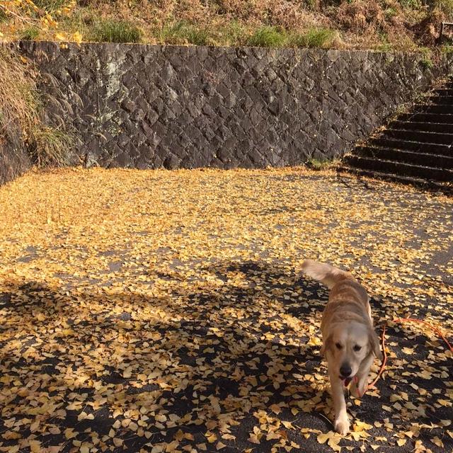 ドビュッシーのパスピエ