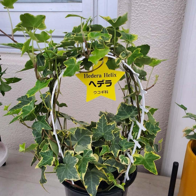 初めての街で買いました