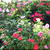＜我が家の花達＞宿根草と　こぼれ種を拾い上げた物ばかりですが＾＾！