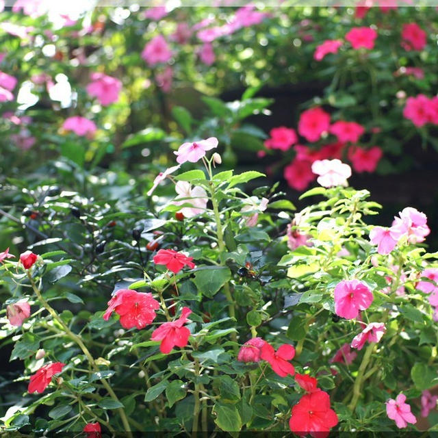 ＜我が家の花達＞宿根草と　こぼれ種を拾い上げた物ばかりですが＾＾！