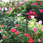 ＜我が家の花達＞宿根草と　こぼれ種を拾い上げた物ばかりですが＾＾！