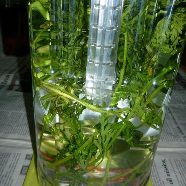 京かんざし酒にトライ