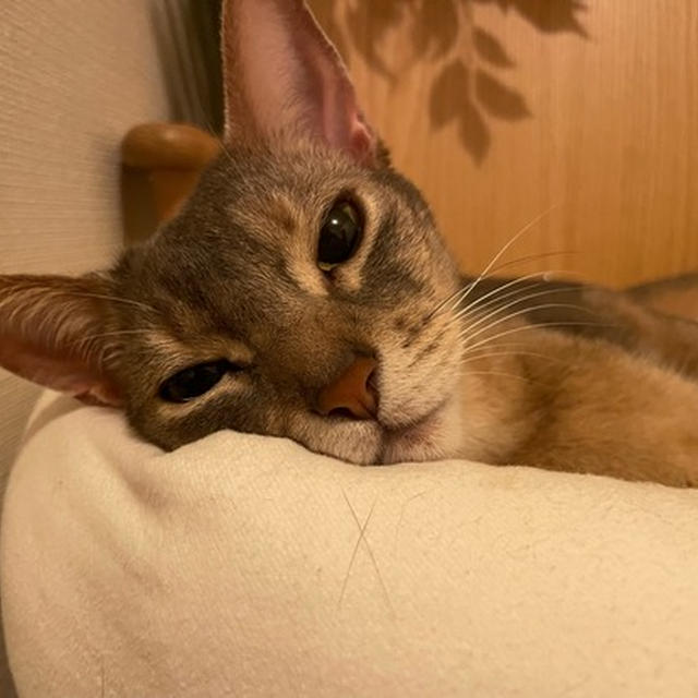 相変わらず、早寝のぼくちん
