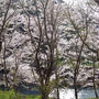 島ノ瀬ダムの桜はジャスト満開でした★2021年3月27日現在