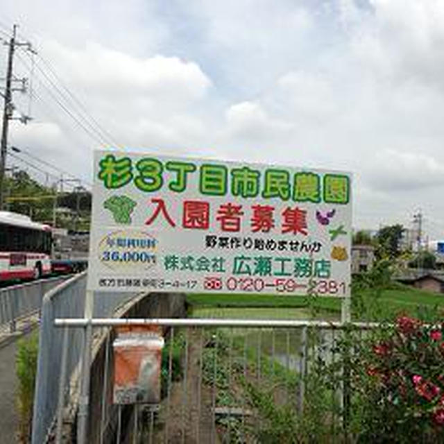 今日はジャガイモ収穫祭に参加しました！