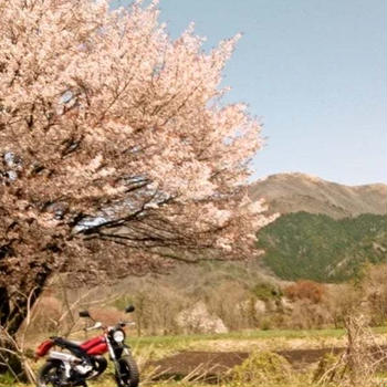 好きなおにぎりの具材は？