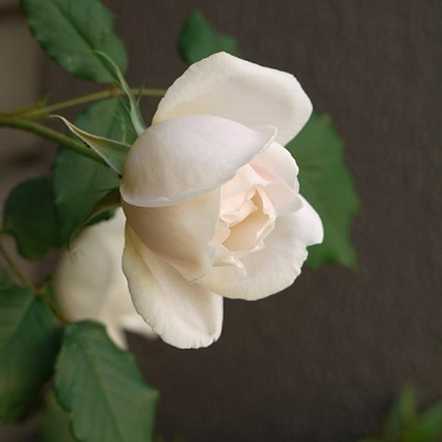 マダム・アルフレッド・キャリエールの開花